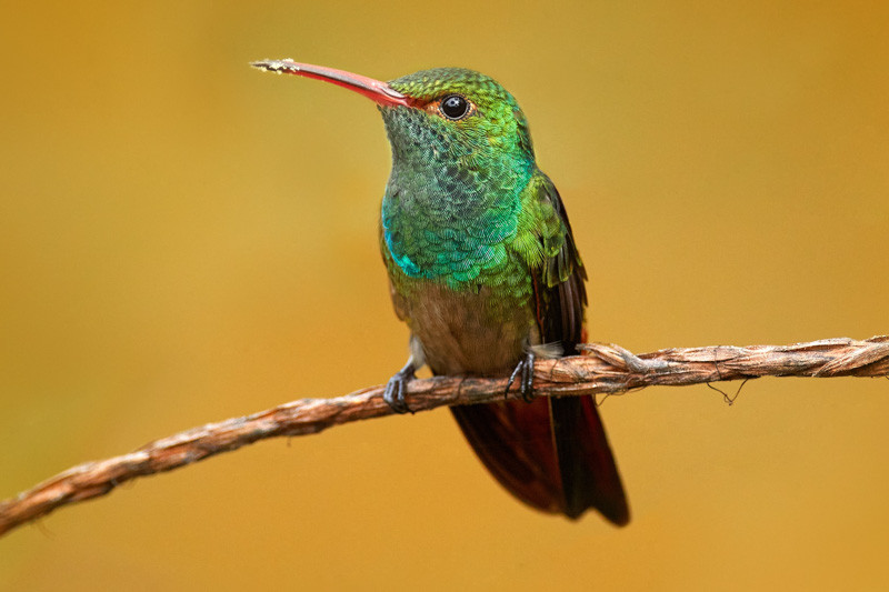 Hummingbird, Rufous-tailed Hummingbird, Amazilia tzacatl,